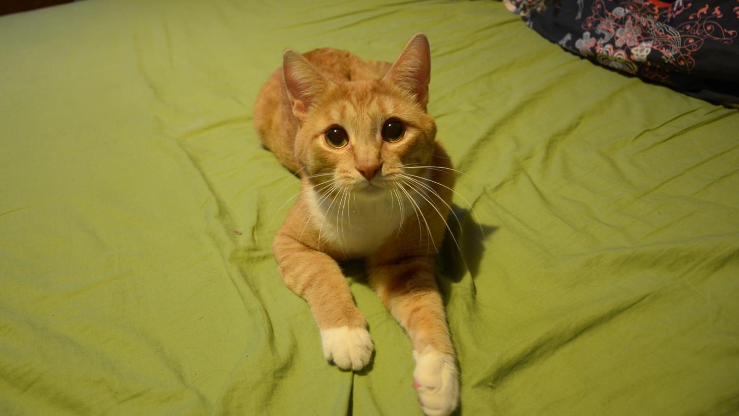 Early exposure to cat urine makes mice less l EurekAlert!