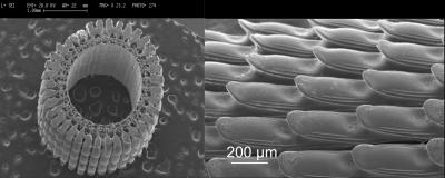 SEM of Sea Urchin's Spine Segment