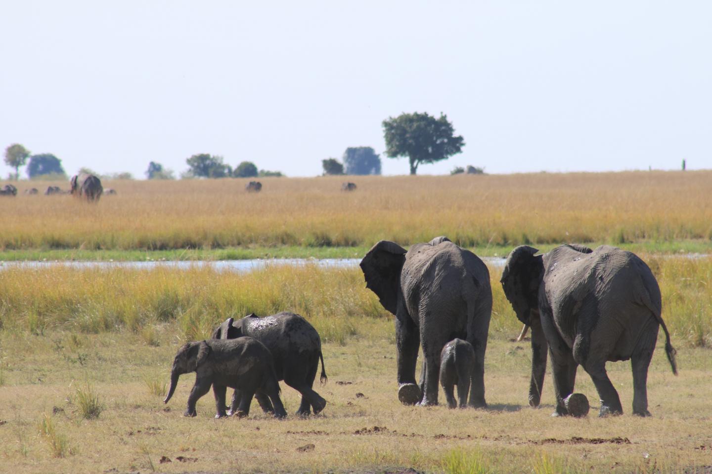 Elephant Herd