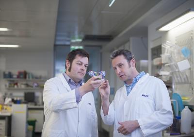 Dr James Murphy and John Silke, Walter and Eliza Hall Institute