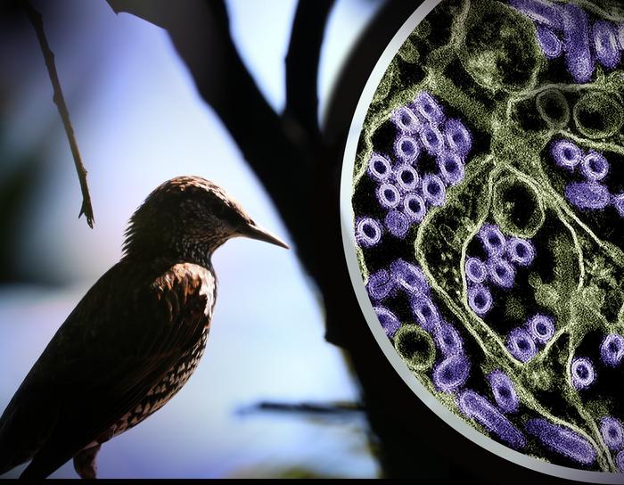 Wild bird and H5N1 virus particles