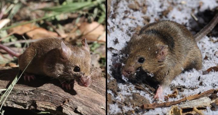 House mice colonizing North America's two coasts evolved parallel adaptations to the cold