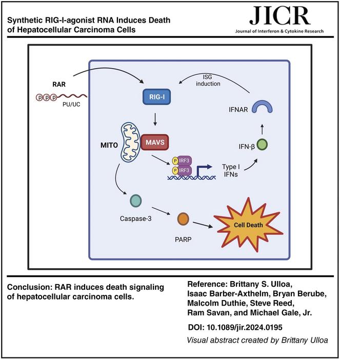 Synthetic RIG-I-Agonist RNA Induces Death of Hepatocellular Carcinoma Cells