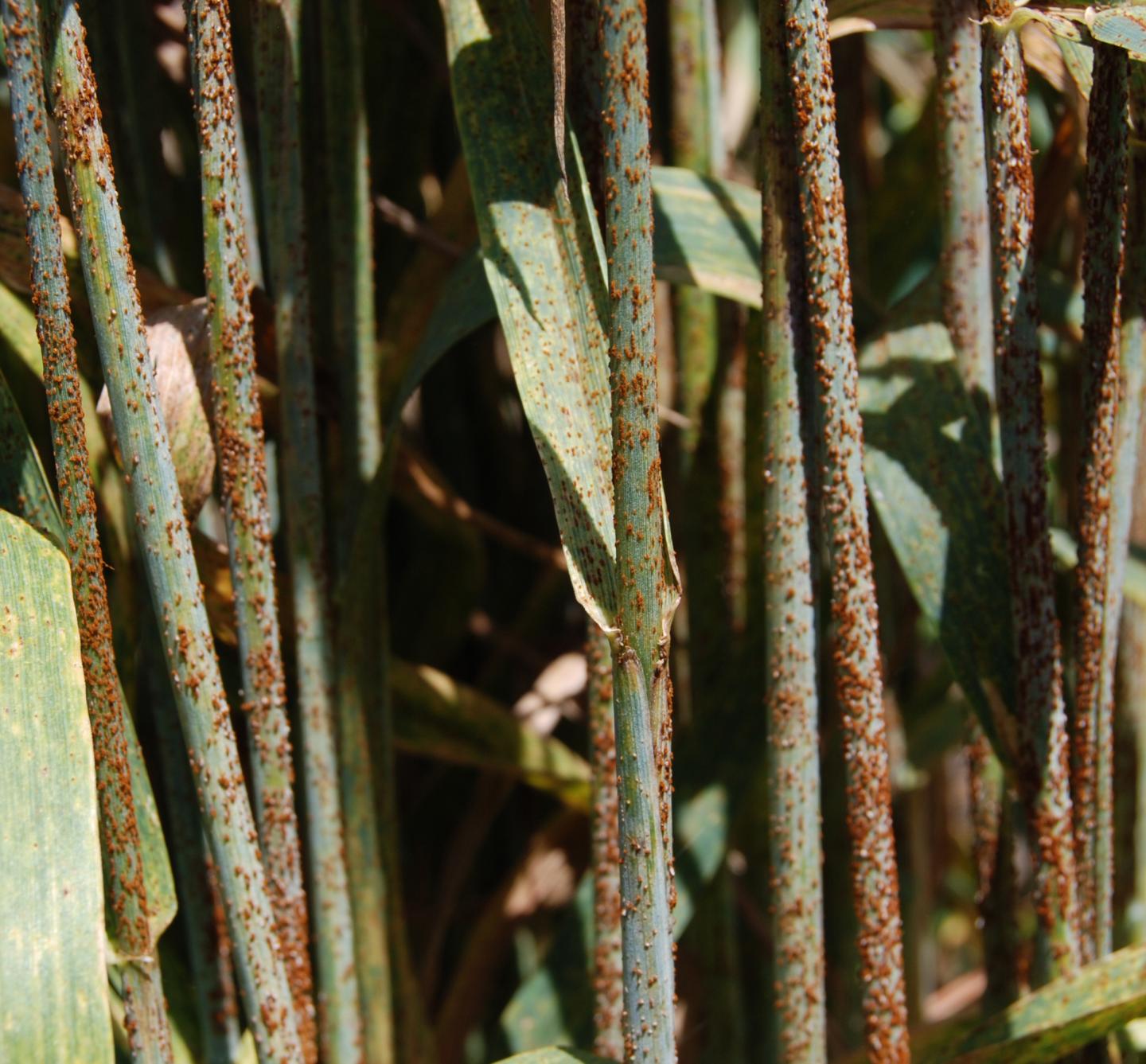 Leaf rust resistance gene фото 14