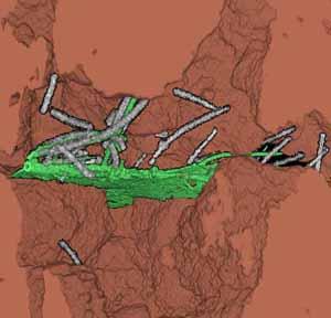 Soil Sample with Plant Matter and Fungi (2 of 2)