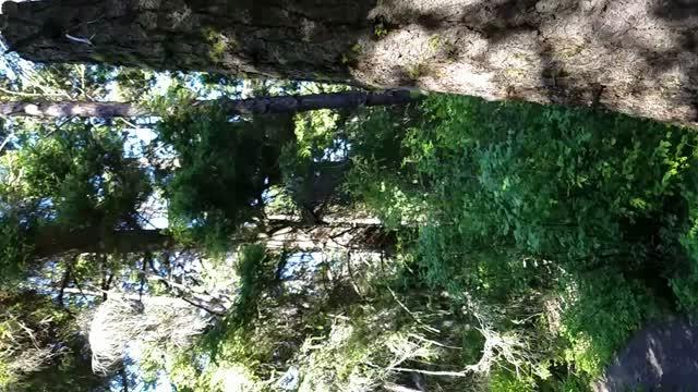 Slow motion spotted owl flight