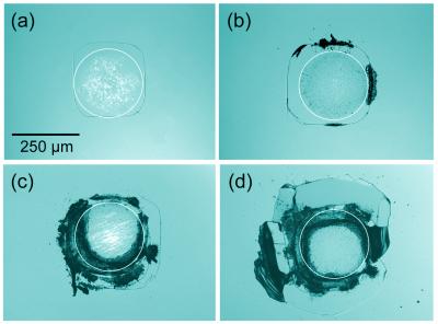 Fatigue Effects in Silicon