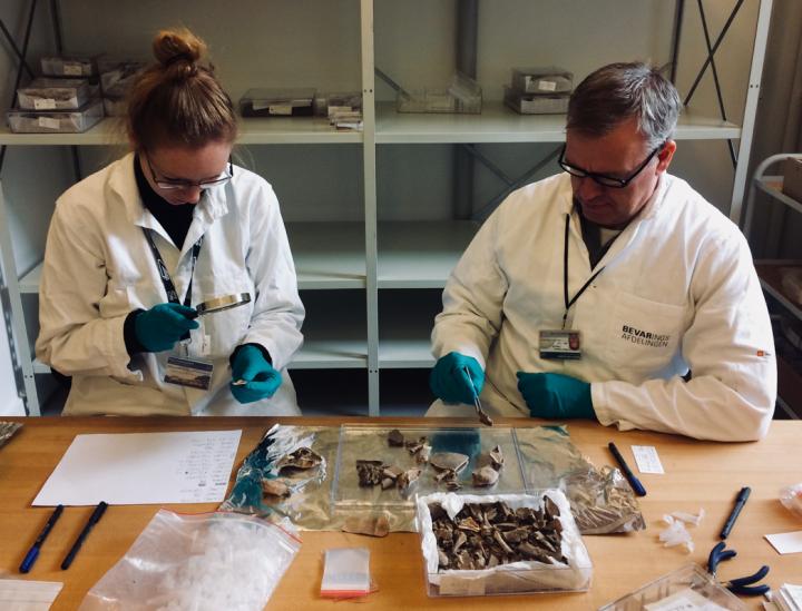 'Collagen Fingerprinting' Successful on 88% of Ancient Turtle Bones