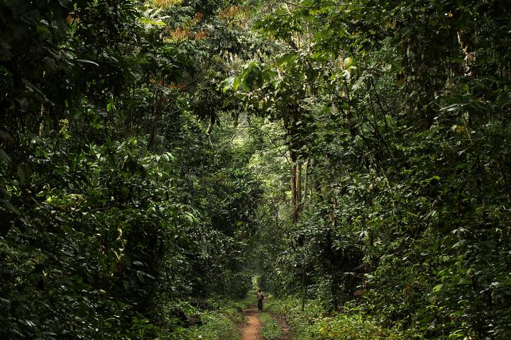 Do Rainforest Conservation Strategies Optimize Both Carbon Storage and Biodiversity? (7 of 12)