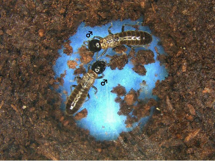 Male-Male Termite Pair Make Nests