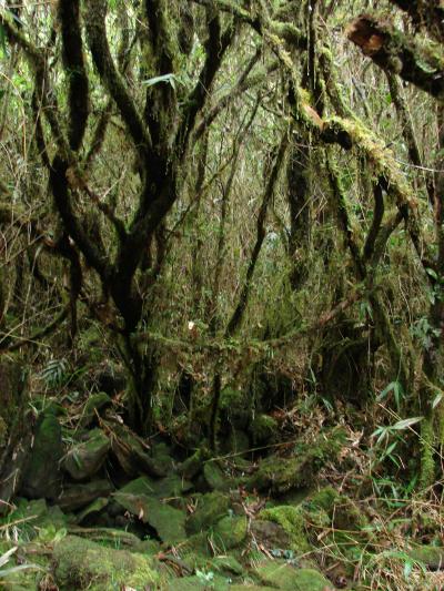 Vegetation on Mt. Mantalingahan