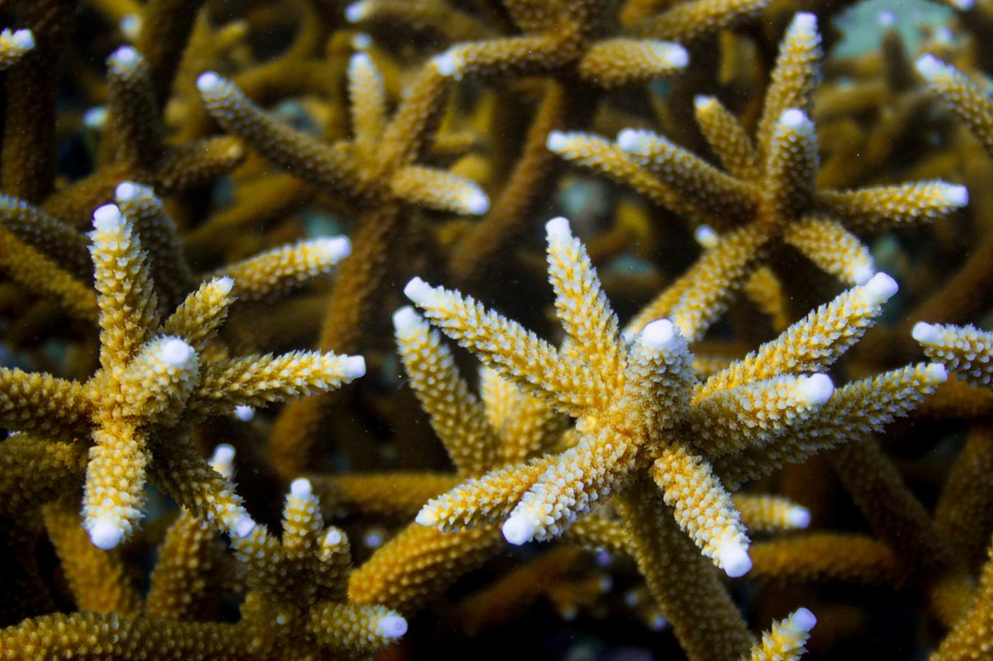 Florida corals may struggle to survive