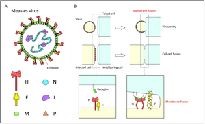 The measles virus structure and the function of F protein