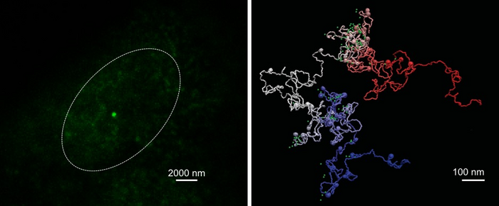 Before and after using MiOS to image genome