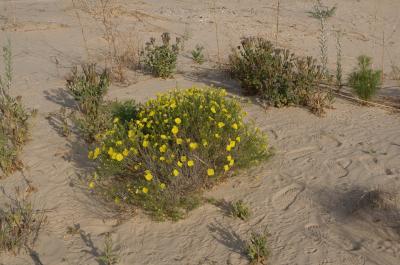Natural Habitat of <i>Megachile chomskyi</i>