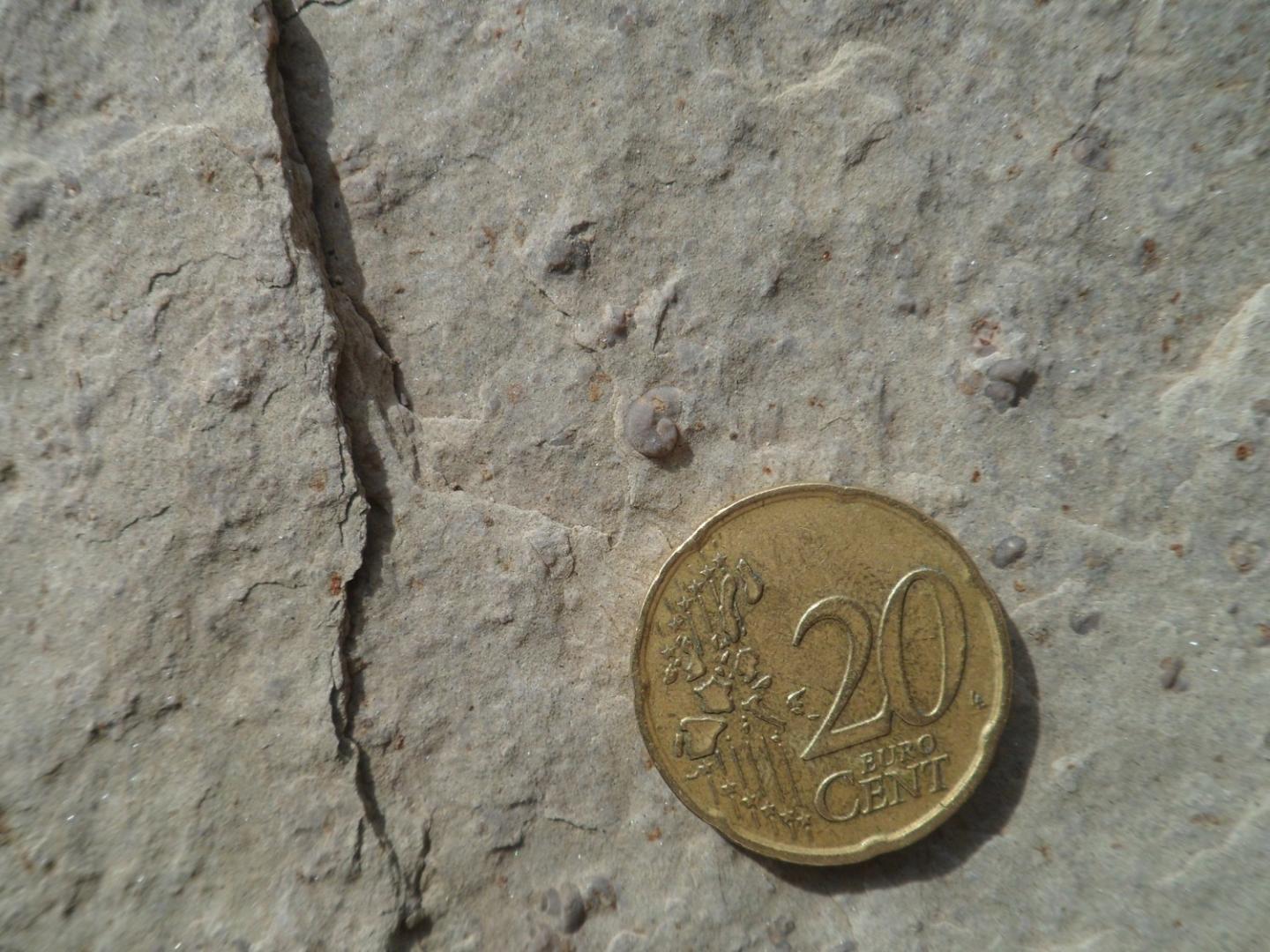 Small Fossilized Snails