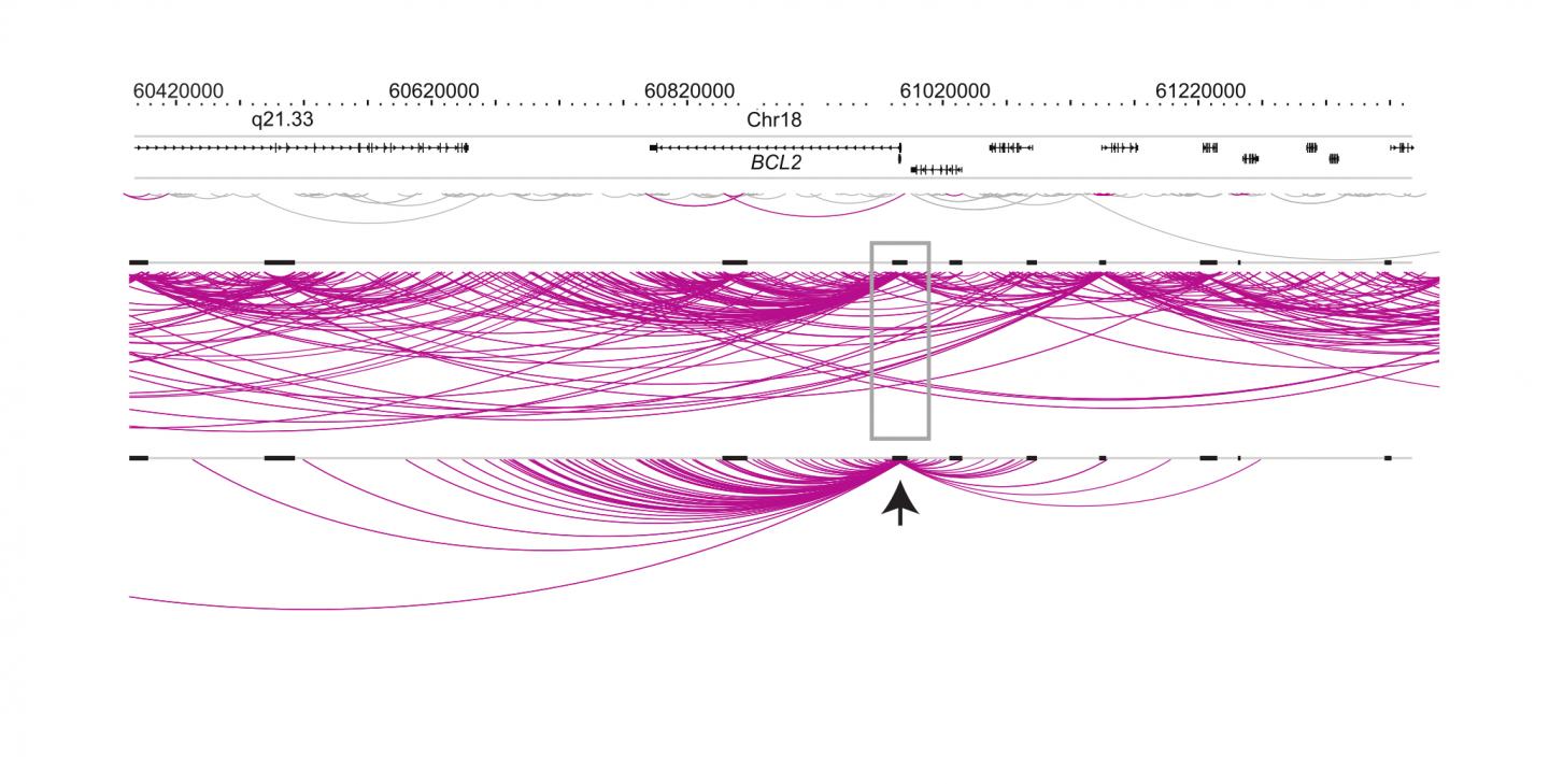 Promoter Interactions