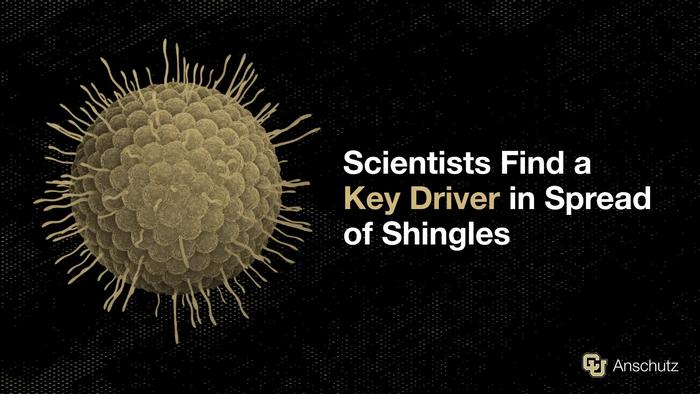 Scientists Find a Key Driver in Spread of Shingles | Andrew Bubak, PhD