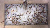 Ant Colony in the Lab