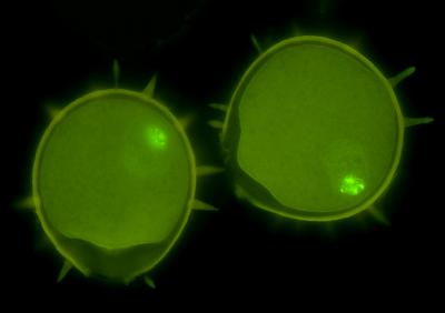 Bicellular Pollen of the Pond Lily, <i>Nuphar advena</i> at the Time of its Dispersal by Insects.