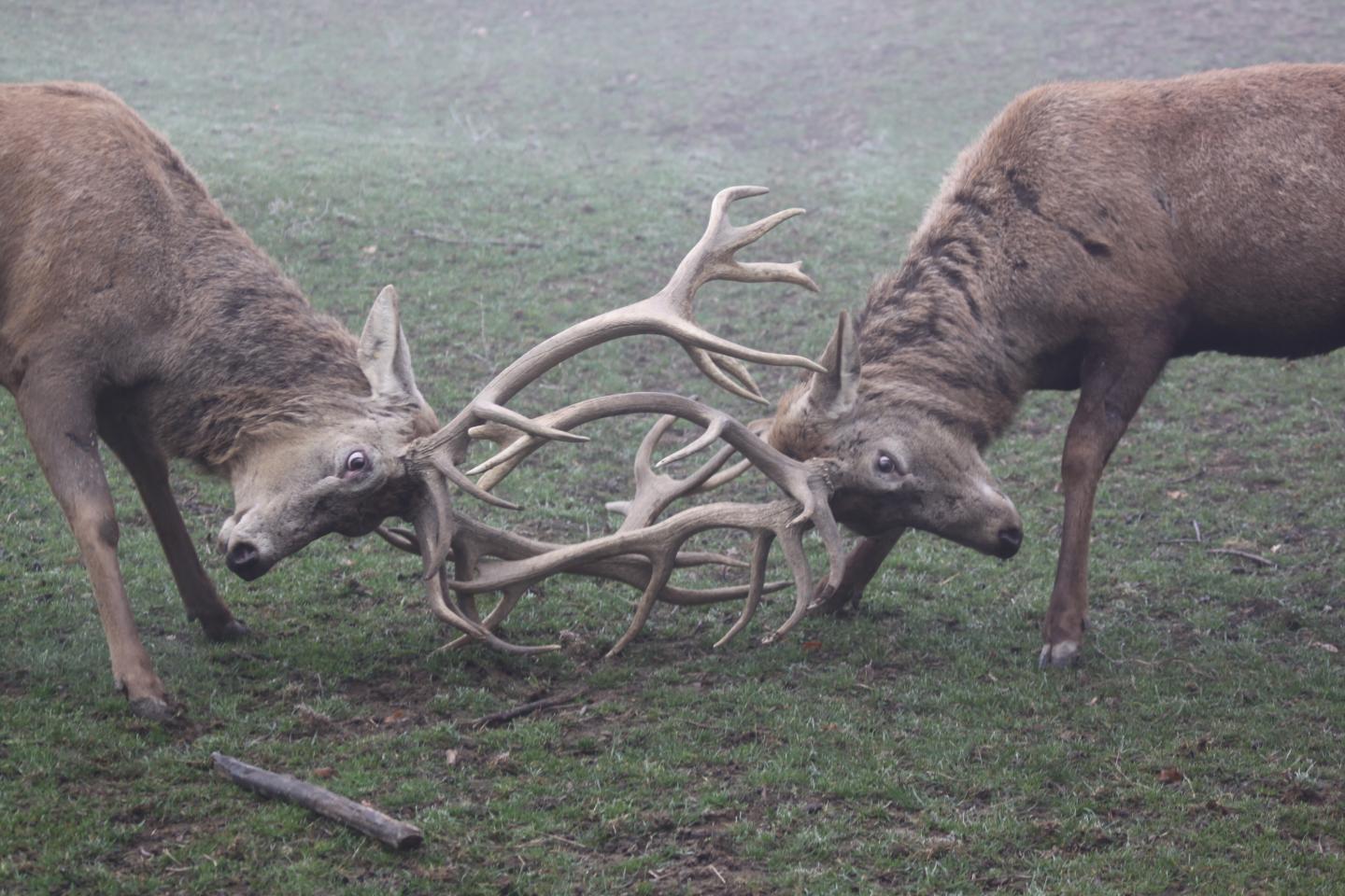 Two male red deers