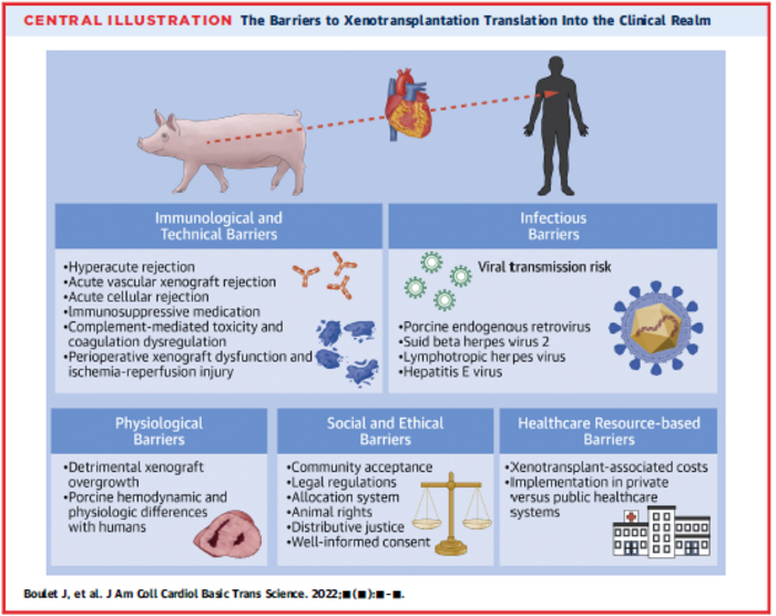 Central Illustration: The Barriers to Xenotransplantation Translation Into the Clinical Realm