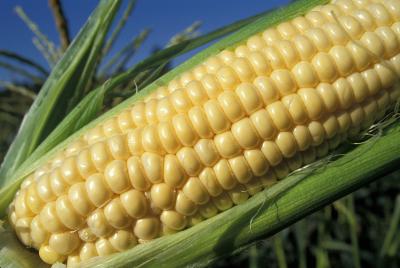 Climate Change May Create Price Volatility in the Corn Market