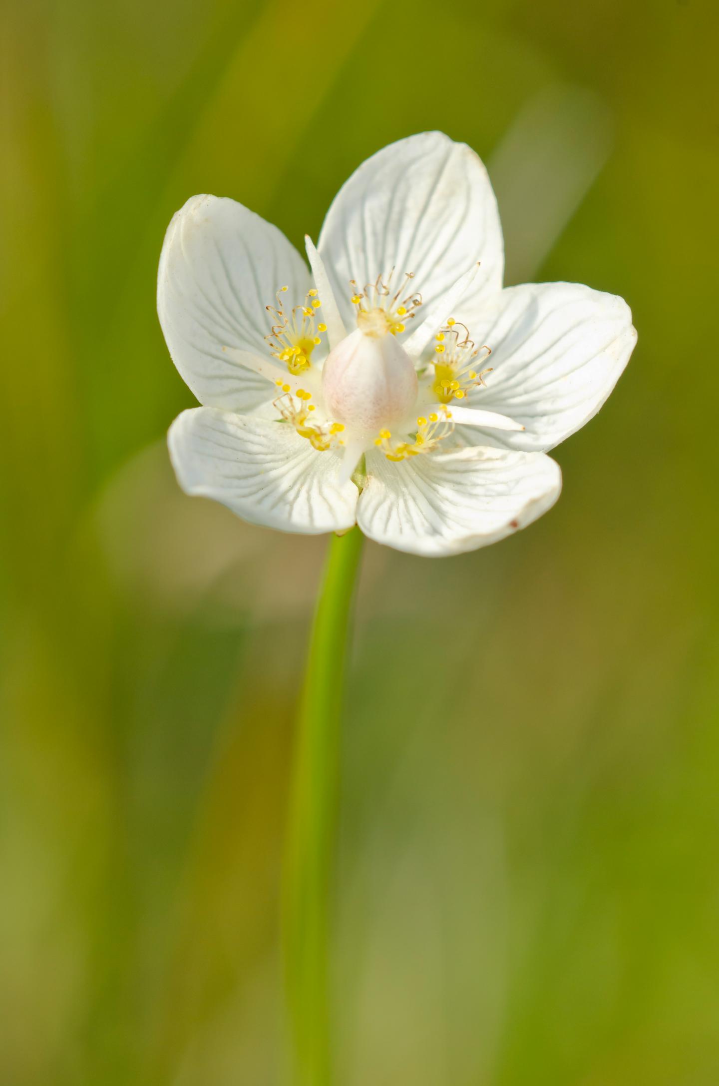 White Flower With Five Petals On Green Background