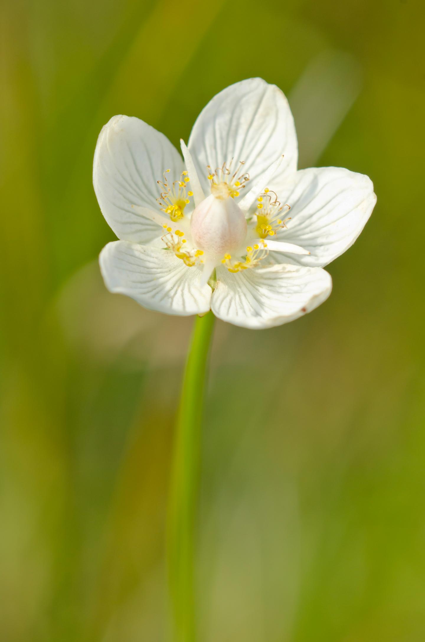 White Flower With Five Petals Image