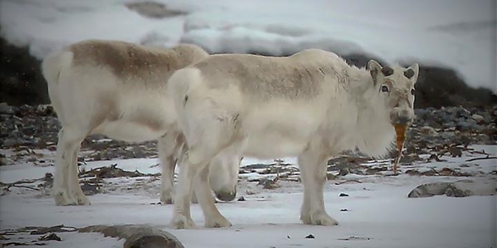 Reindeer Eat Seaweed as Survival Strategy