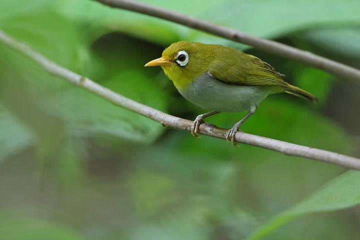 Wangi-wangi White-eye