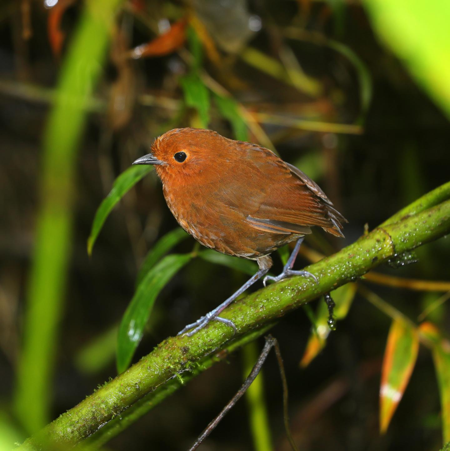 Cham&iacute; Antpitta