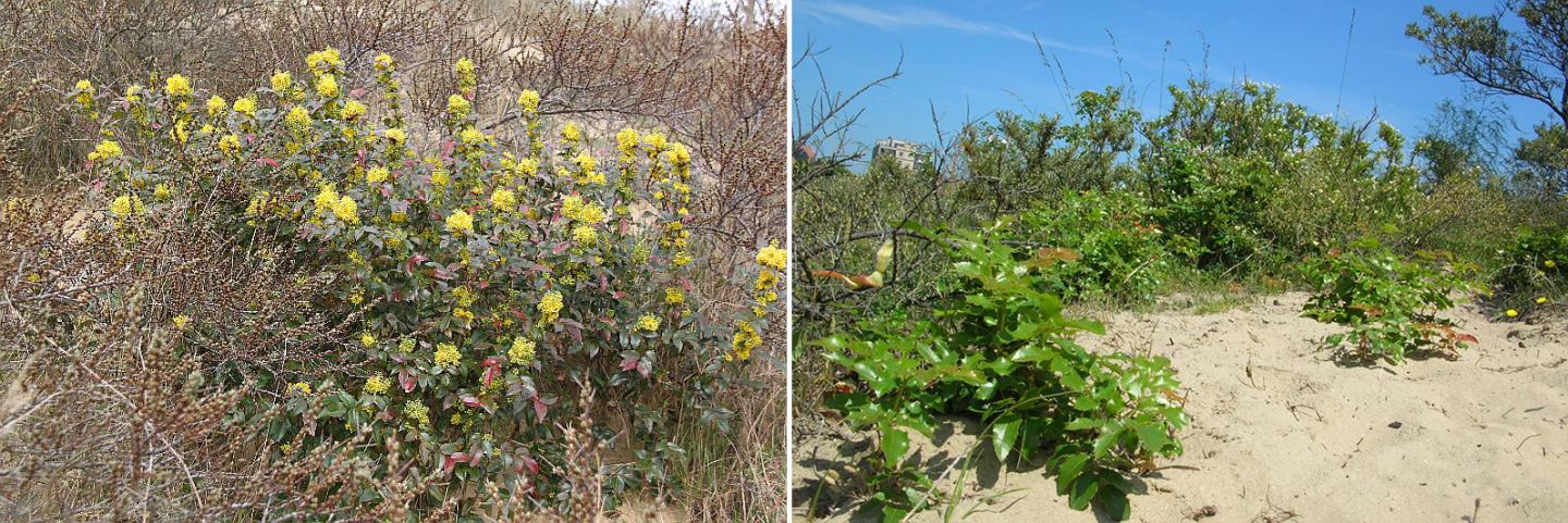 Oregon Grape