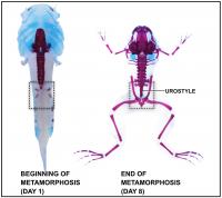 A tadpole at the beginning of metamorphosis (left) and a froglet after metamorphosis (right).