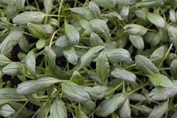 Arkansas Spinach Research Grant - Greenhouse Spinach