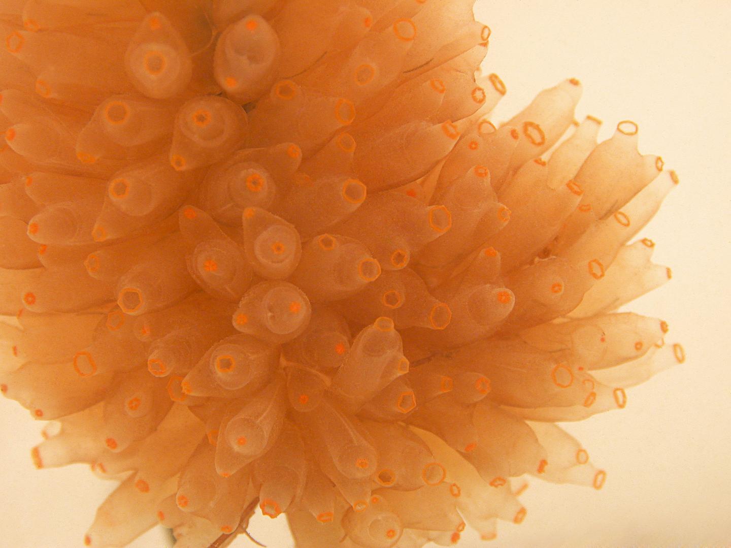 <em>Ectenascidia turbinata</em>, a Marine Macroorganism