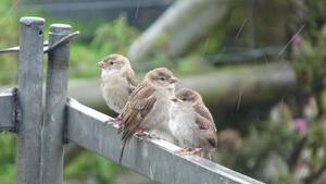 Sparrow friends