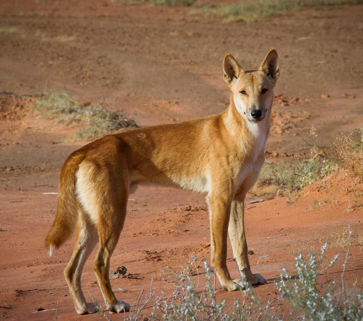 Proposal for Dingo Experiment in NSW National Park, Australia