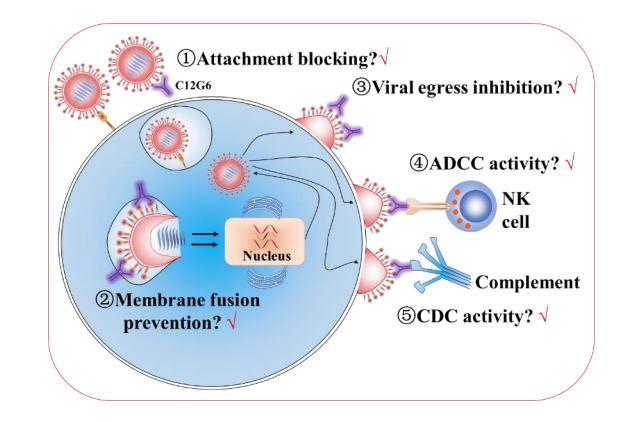 Broadly Neutralizing Antibody Fights Multiple | EurekAlert!