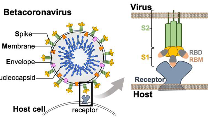 Coronavirus structure