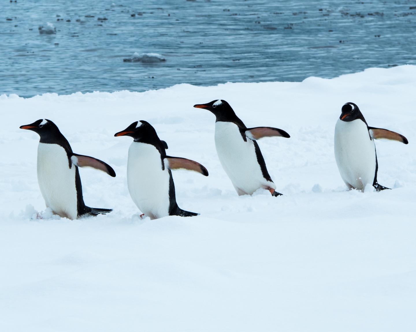 Marching Gentoo Penguins