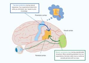 Brain regions involved in observing others