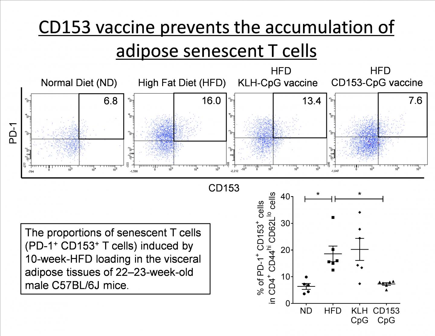 Senescent T Cells