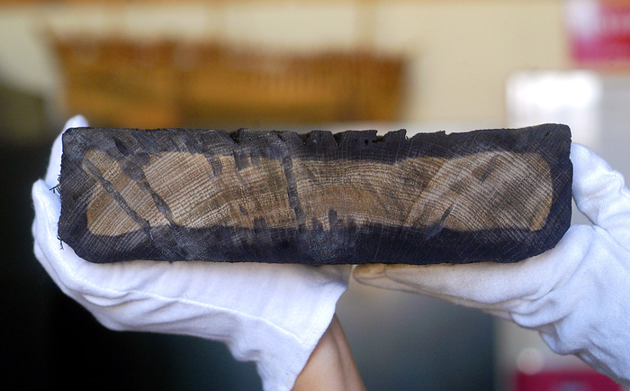 Cross section of oak hull plank from 1629 Batavia ship showing its tree-rings
