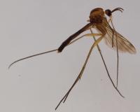 One of the Newly Discovered Fungus Gnat Species (2 of 2)