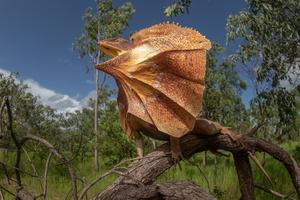 The Frilled Lizard (Chlamydosaurus kingii)