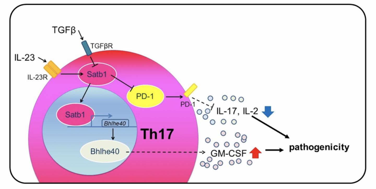 Satb1 Controls the Pathogenic Function of Th17 Cells via Regulation of Bhlhe40 and PD-1 Expression
