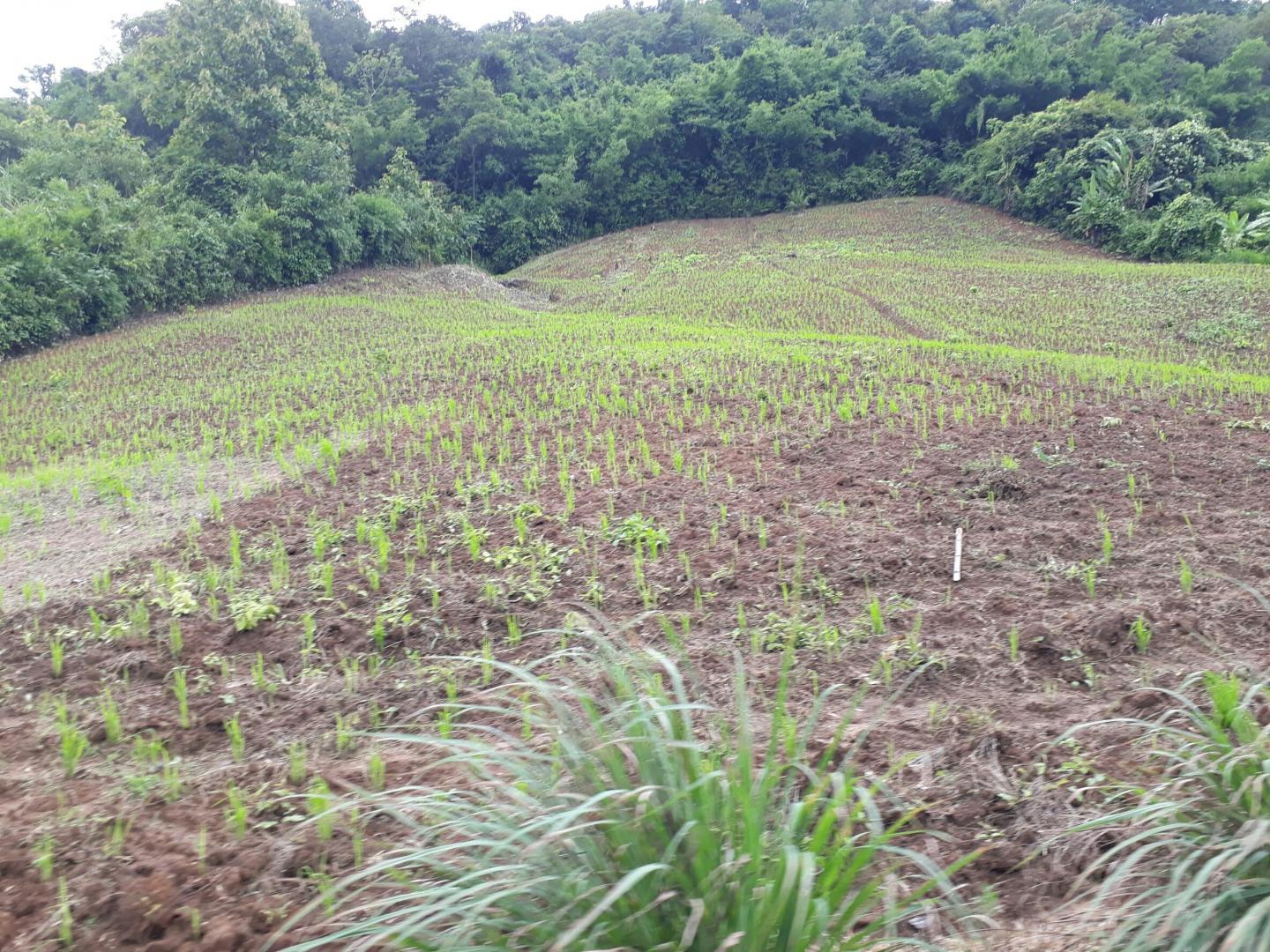 Deforestation in Southeast Asia (1 of 2)