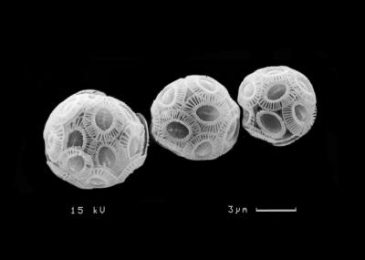 Three Cells of <i>Emiliania huxleyi</i>