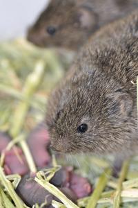 Vole Pair with Pups